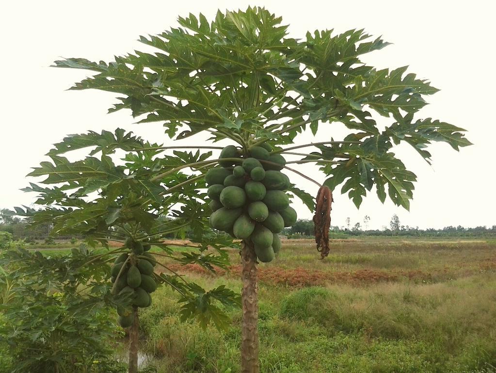 Green Village 1 Can Tho Bagian luar foto